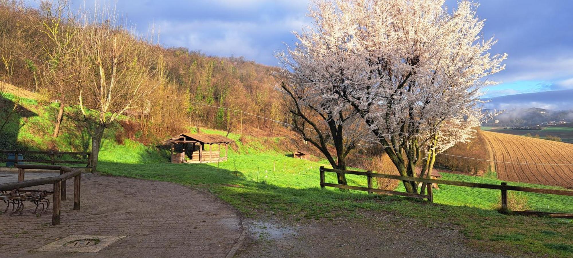 Cascina Fazioli Alfiano Natta Exterior foto