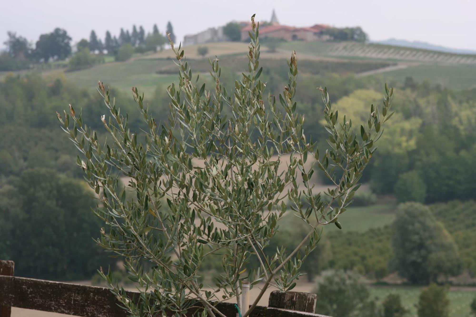 Cascina Fazioli Alfiano Natta Exterior foto
